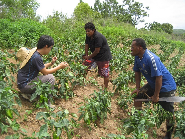 20150223(B)斐濟技術團李志成技師(左一)輔導農民種植青椒(李志成Lee,Chih-Cheng提供).JPG