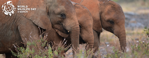 news_elephants-en-SIMON-MAINA_AFP